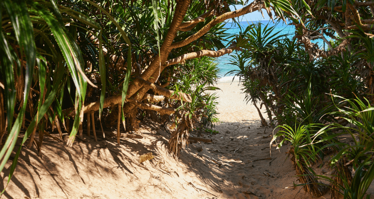 海と植物と砂浜