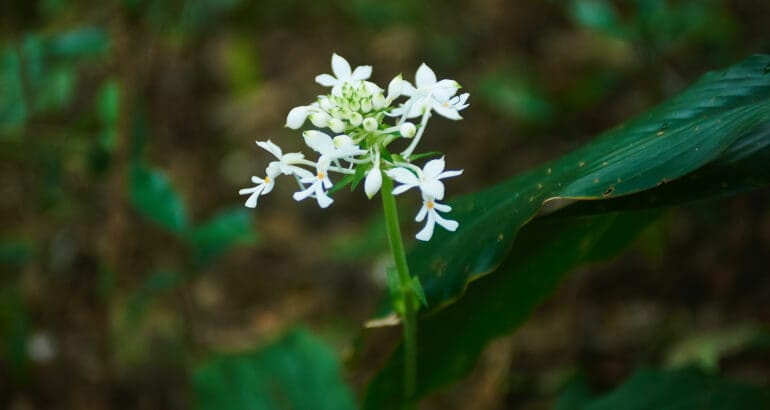 奄美大島に咲く白い花