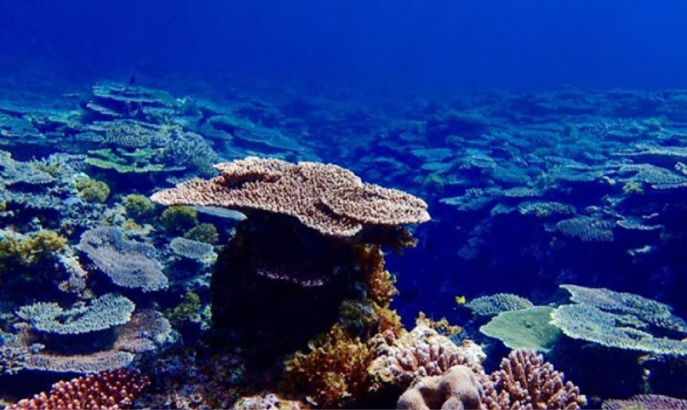 奄美大島でしか見ることのできない「海底サークル」を体験