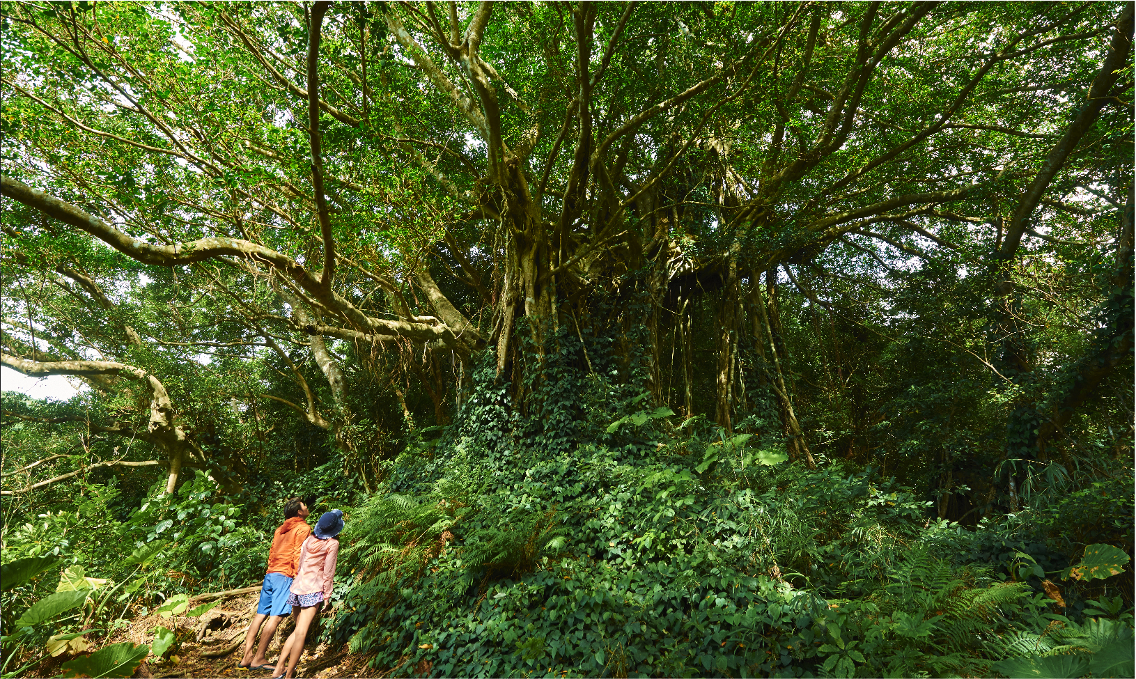 雄大な自然が魅力の奄美大島