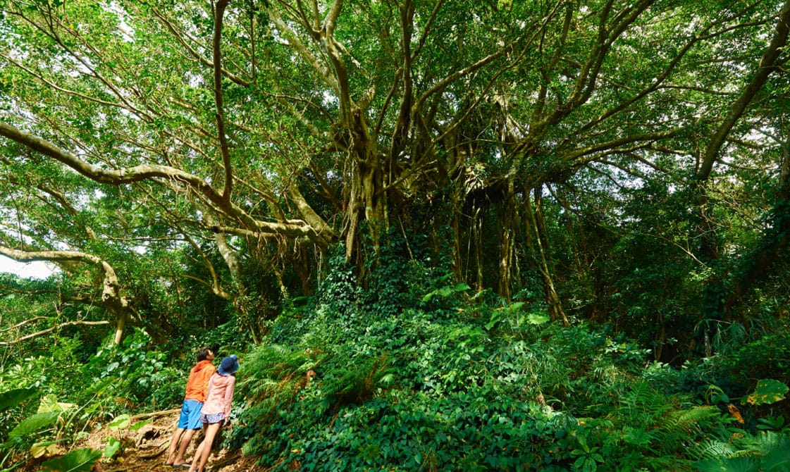 加計呂麻島へのアクセスも良好で自然を満喫
