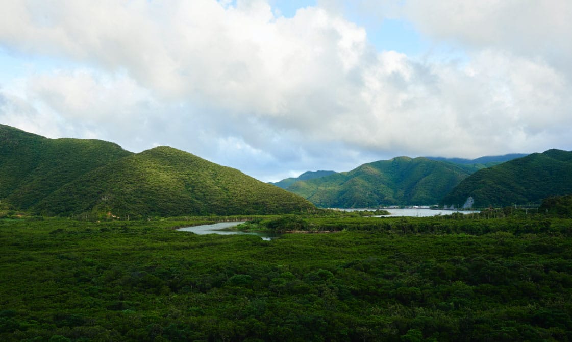 奄美大島の年末年始おすすめスポット3．マングローブ原生林