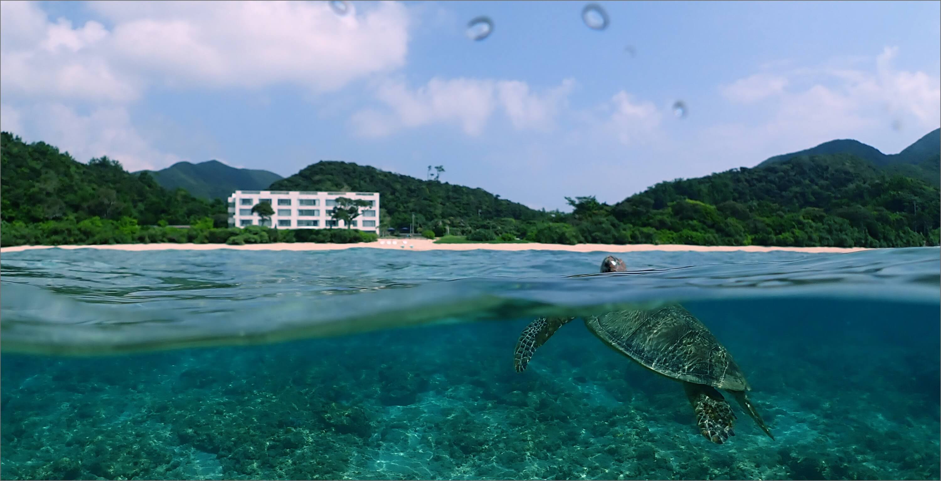 ウミガメシュノーケリング付き！特別プラン